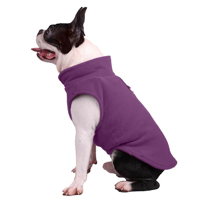Boston terrier sitting in the purple fleece dog vest