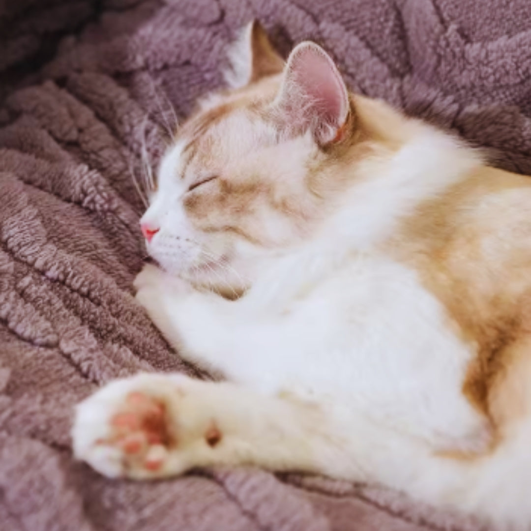 Close view of a ginger and white cat asleep on lilac grey cable-pattern plush