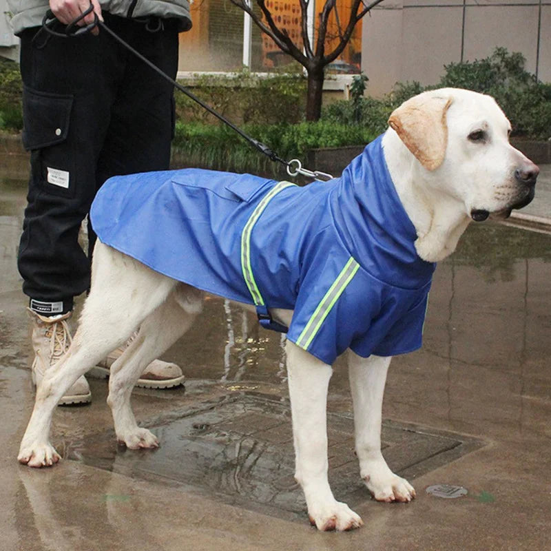 A pale yellow dog wearing the royal blue hooded raincoat with reflective strips on a wet pavement