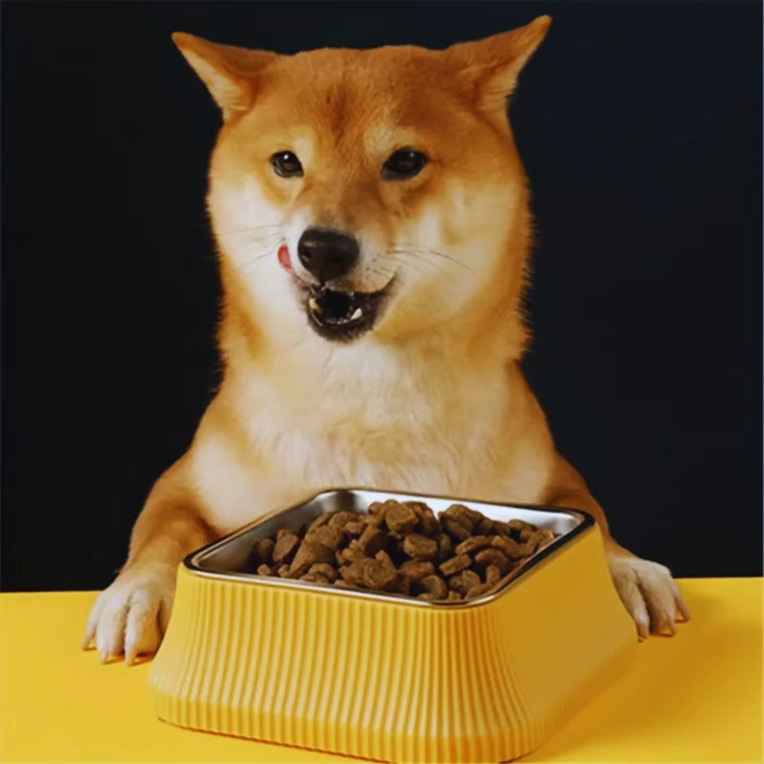 A shiba behind the yellow square dog bowl with its steel insert filled with dry food