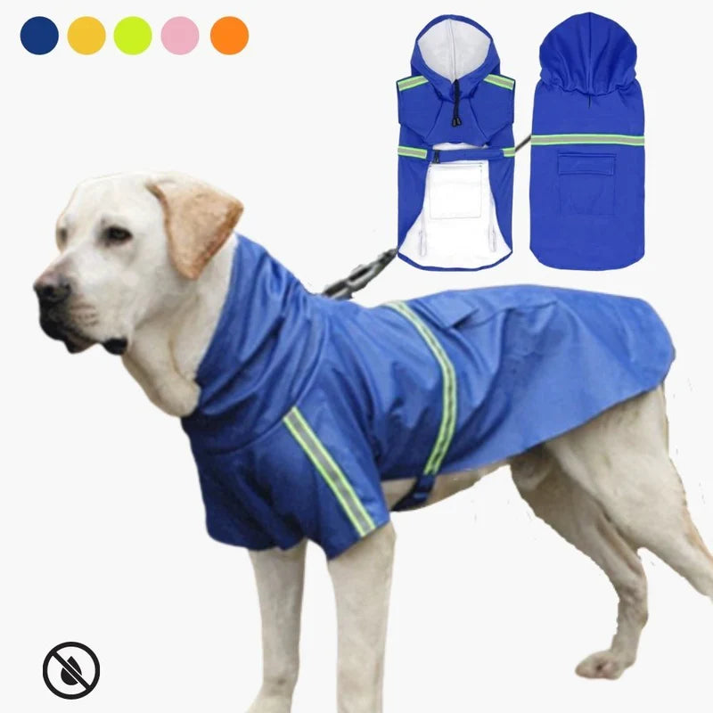 A pale yellow dog in the royal blue raincoat, with the coat's front and back shown flat beside it