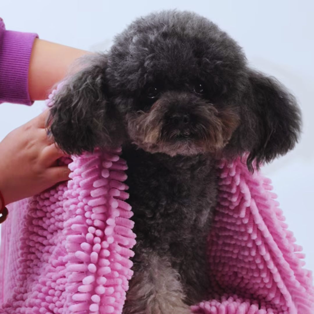 Hands wrapping a pink chenille pet towel round a grey poodle