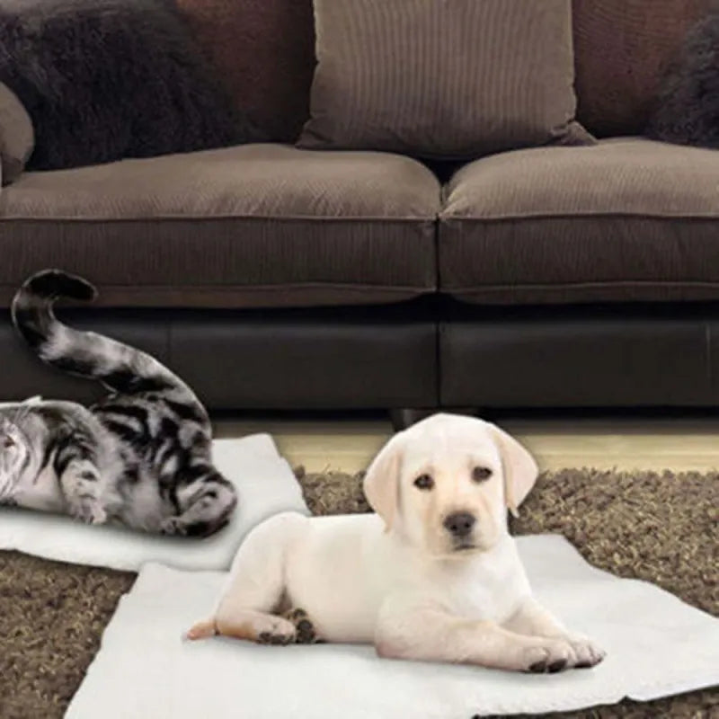 A cream Labrador puppy and a tabby cat lying on cream fleece self-warming mats in a living room