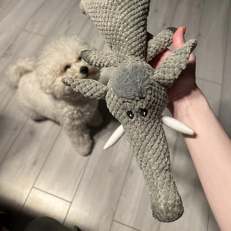A white poodle looking up at the grey elephant toy held in a hand