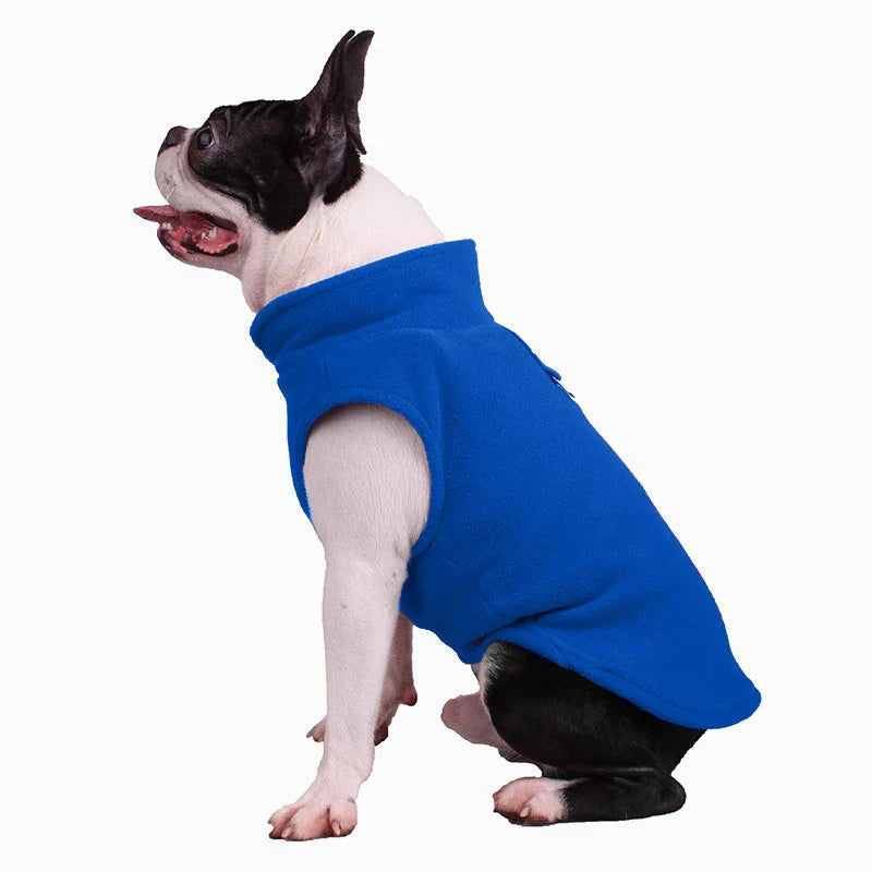 Boston terrier sitting in the royal blue fleece dog vest