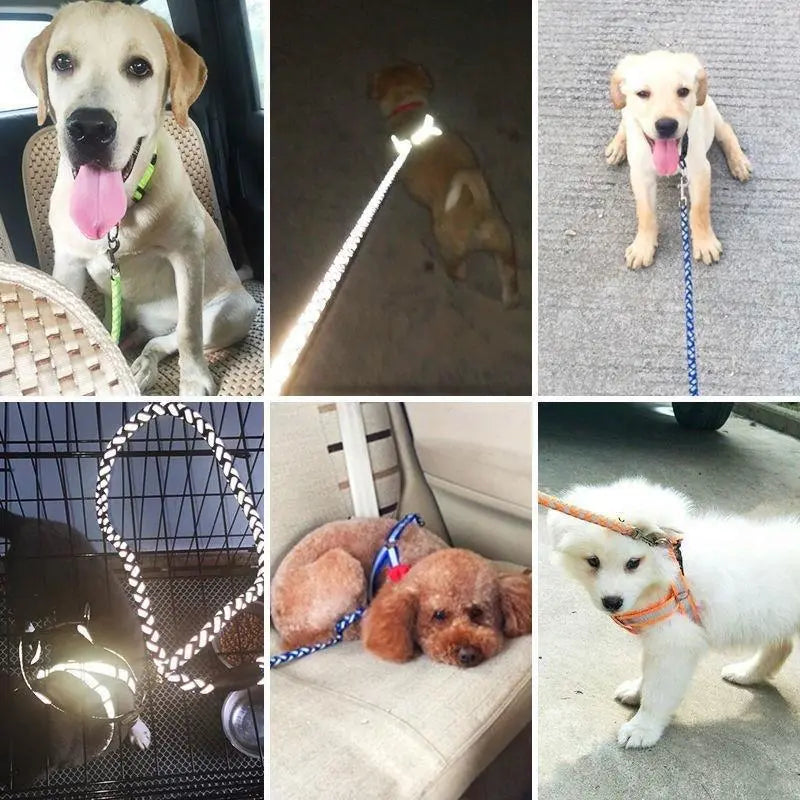 Six snapshots of dogs wearing the reflective harness and lead, two of them glowing in the dark