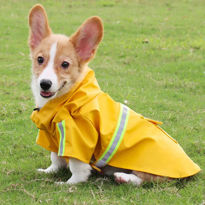 A small tan and white dog wearing the yellow hooded raincoat with reflective strips on grass