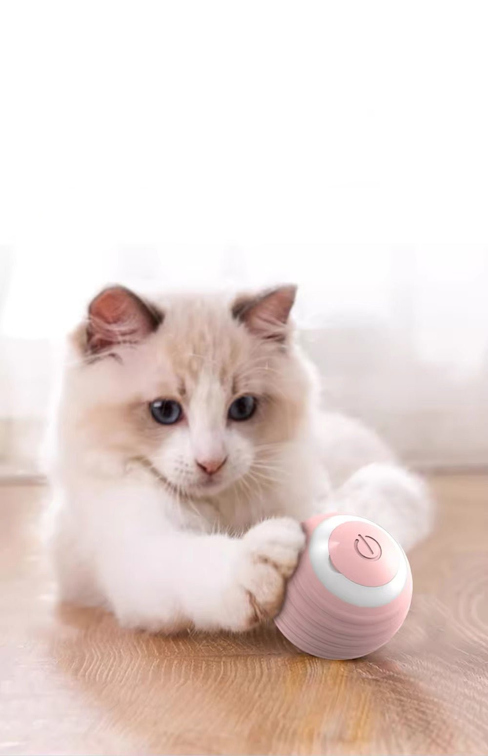 A cream kitten pawing at the pink self-rolling ball on a wooden floor