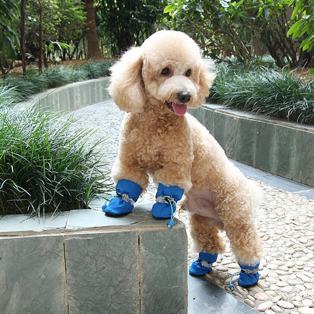 An apricot poodle wearing four blue dog boots on a garden path