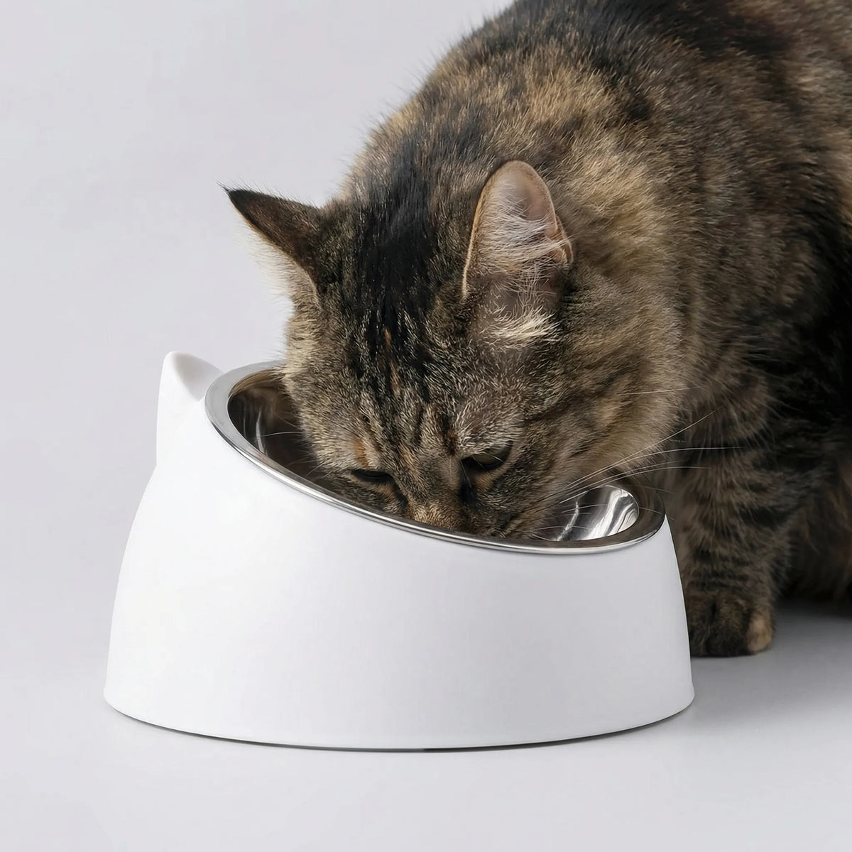 A tabby cat eating from the white tilted bowl