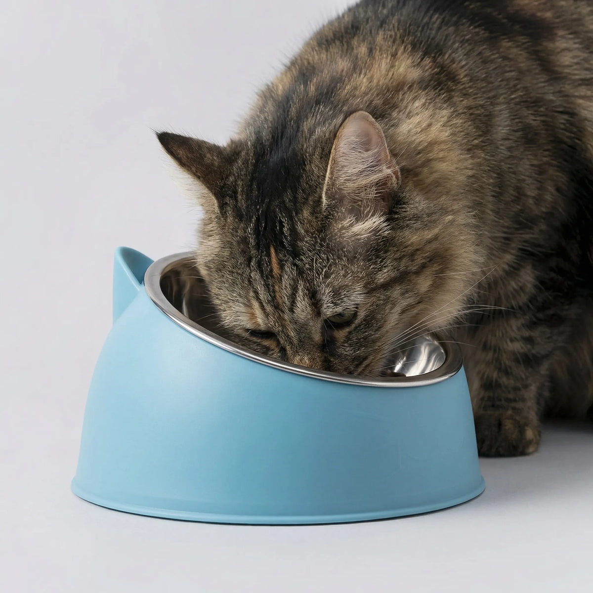 A tabby cat eating from the blue tilted bowl