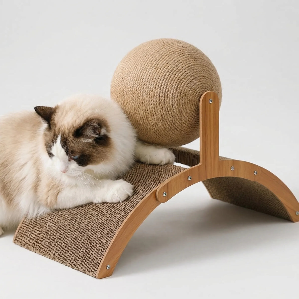 A ragdoll cat lying against the curved cardboard board