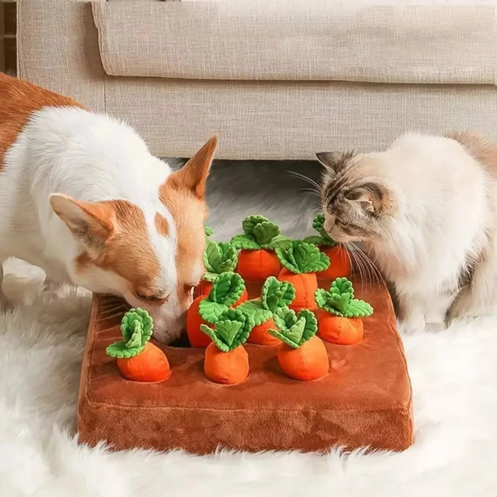 A corgi and a cat sniffing the carrot patch together
