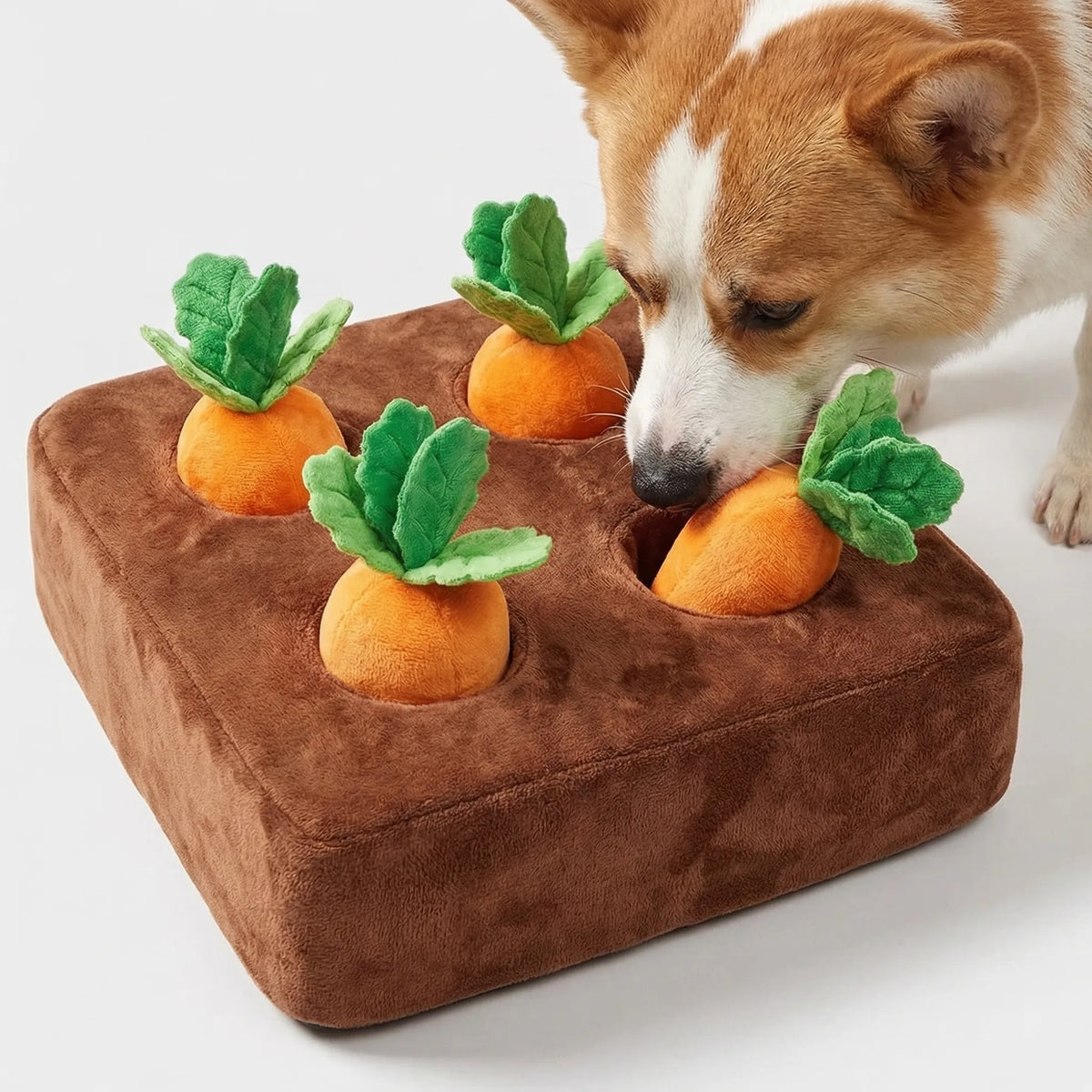 A corgi sniffing the plush vegetable patch with four plush carrots