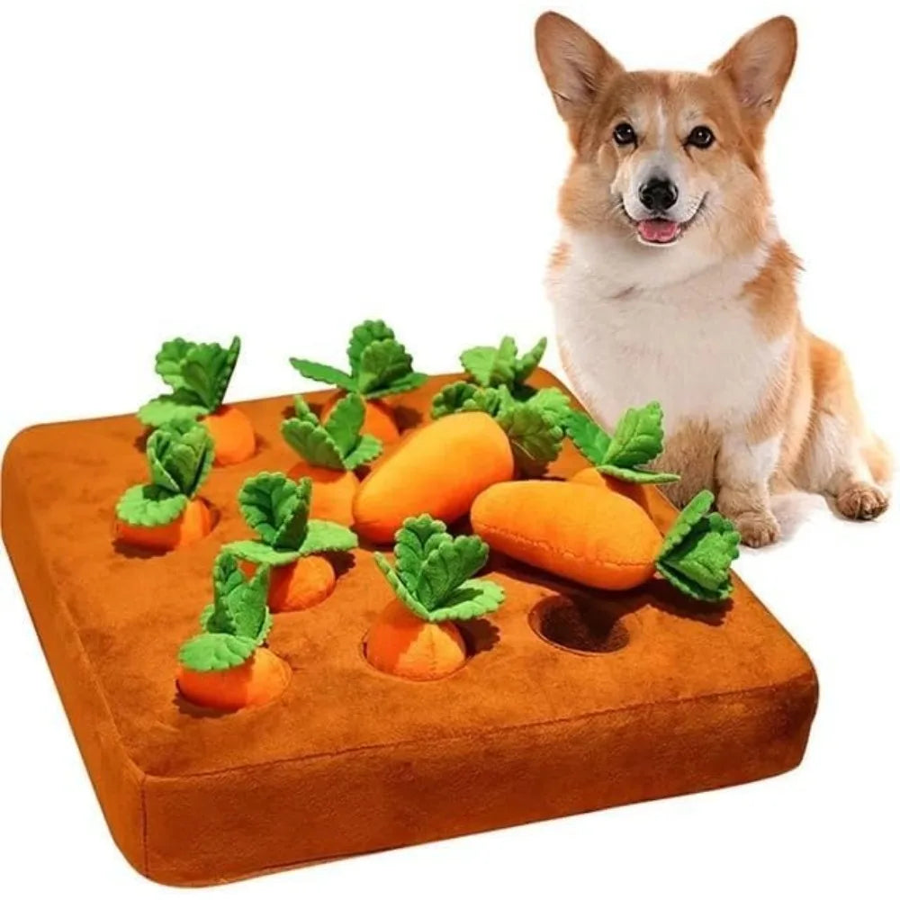 A corgi sitting beside the carrot patch snuffle toy
