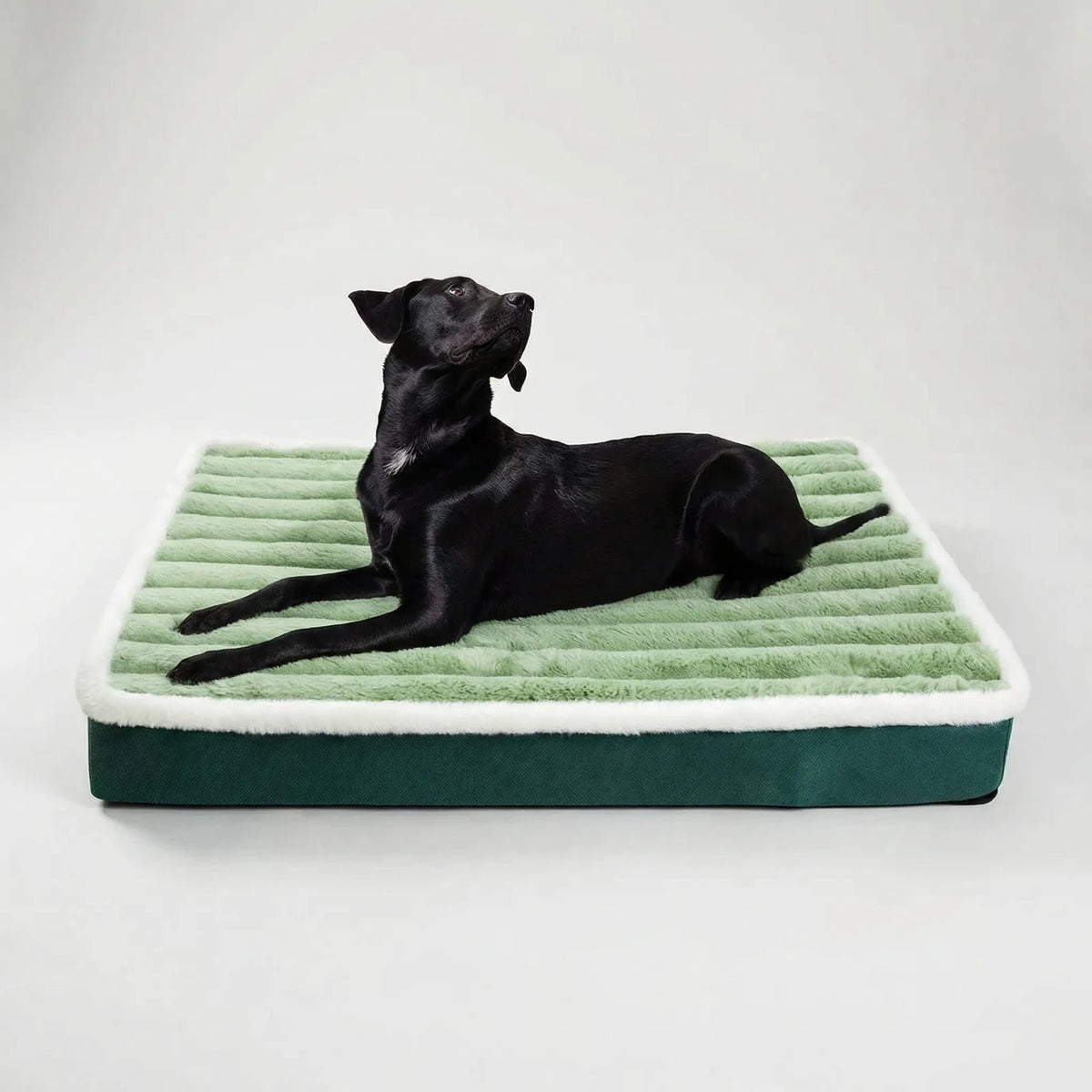 A black Labrador lying on the green ribbed foam mattress with a dark green base