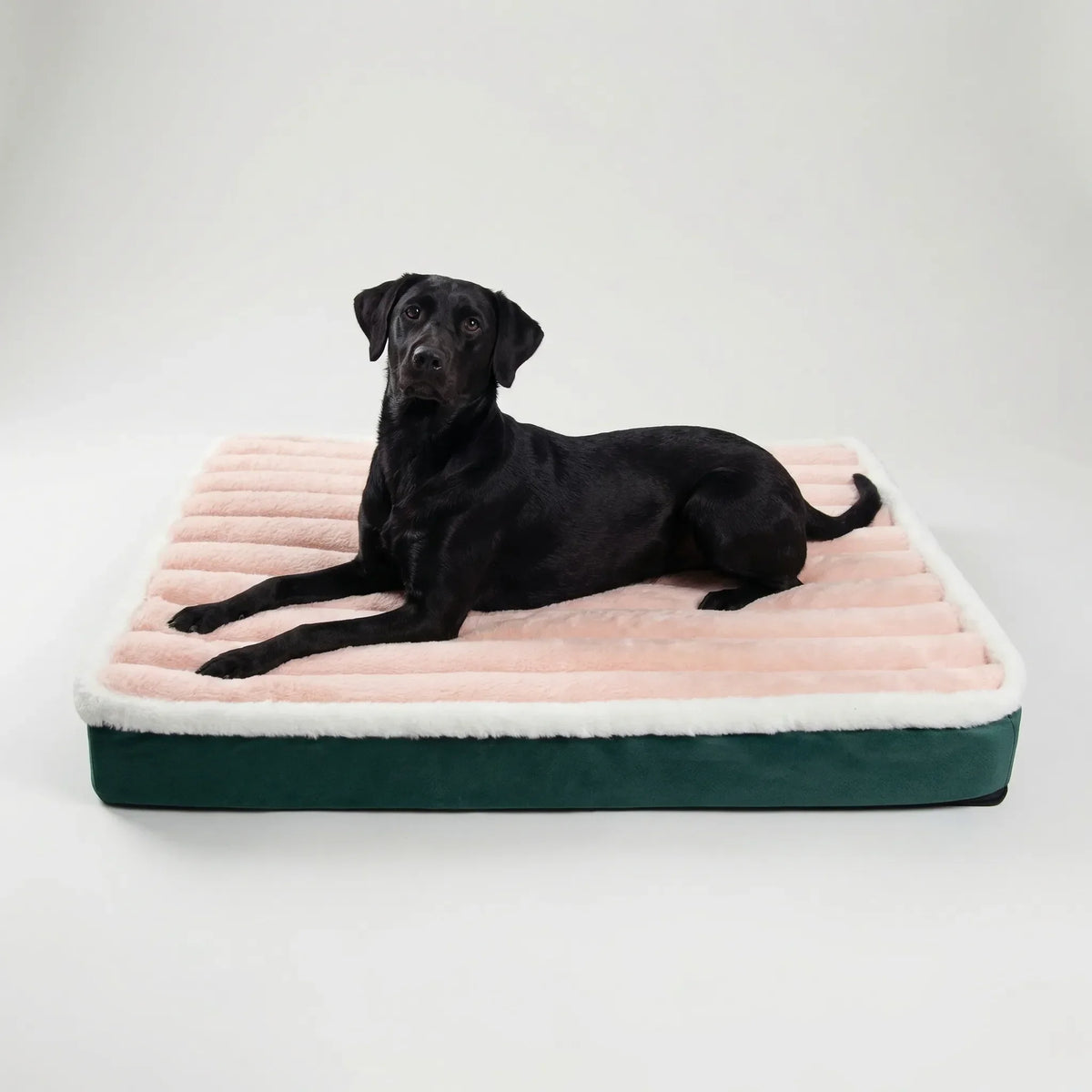 A black Labrador lying on the pink ribbed foam mattress with a dark green base