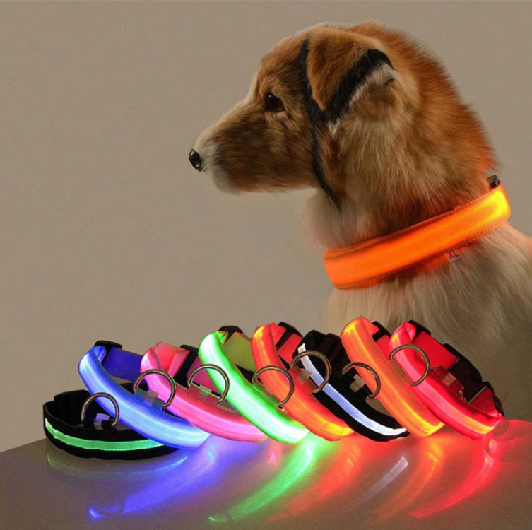A brown dog wearing a glowing orange LED collar beside a row of lit collars in six colours
