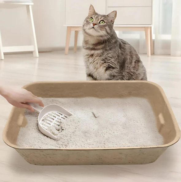 A hand scooping litter in the moulded pulp tray while a tabby cat sits behind it