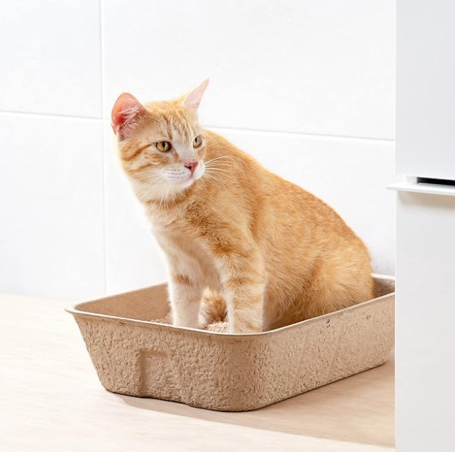 A ginger cat standing in the moulded pulp litter tray
