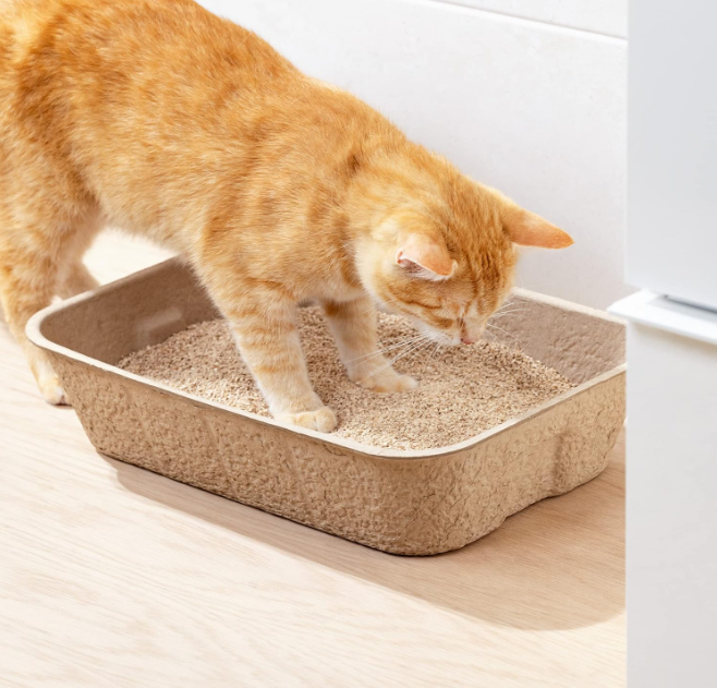 A ginger cat sniffing the litter in the moulded pulp tray