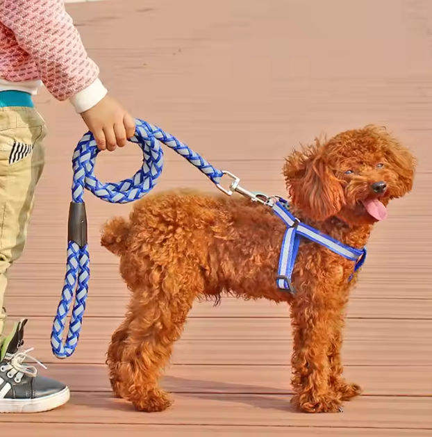 A red poodle wearing the blue reflective harness, the braided lead held by a child