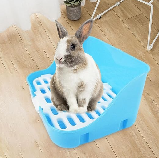 A grey and white rabbit sitting on the grid of the blue litter tray on a wooden floor