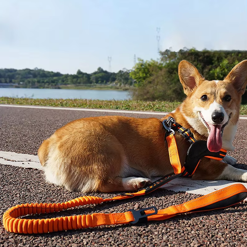 A corgi lying on a path with an orange bungee lead clipped to its harness