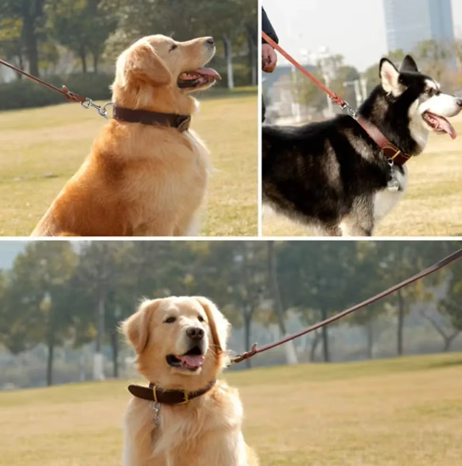 Three dogs outdoors on brown leather leads
