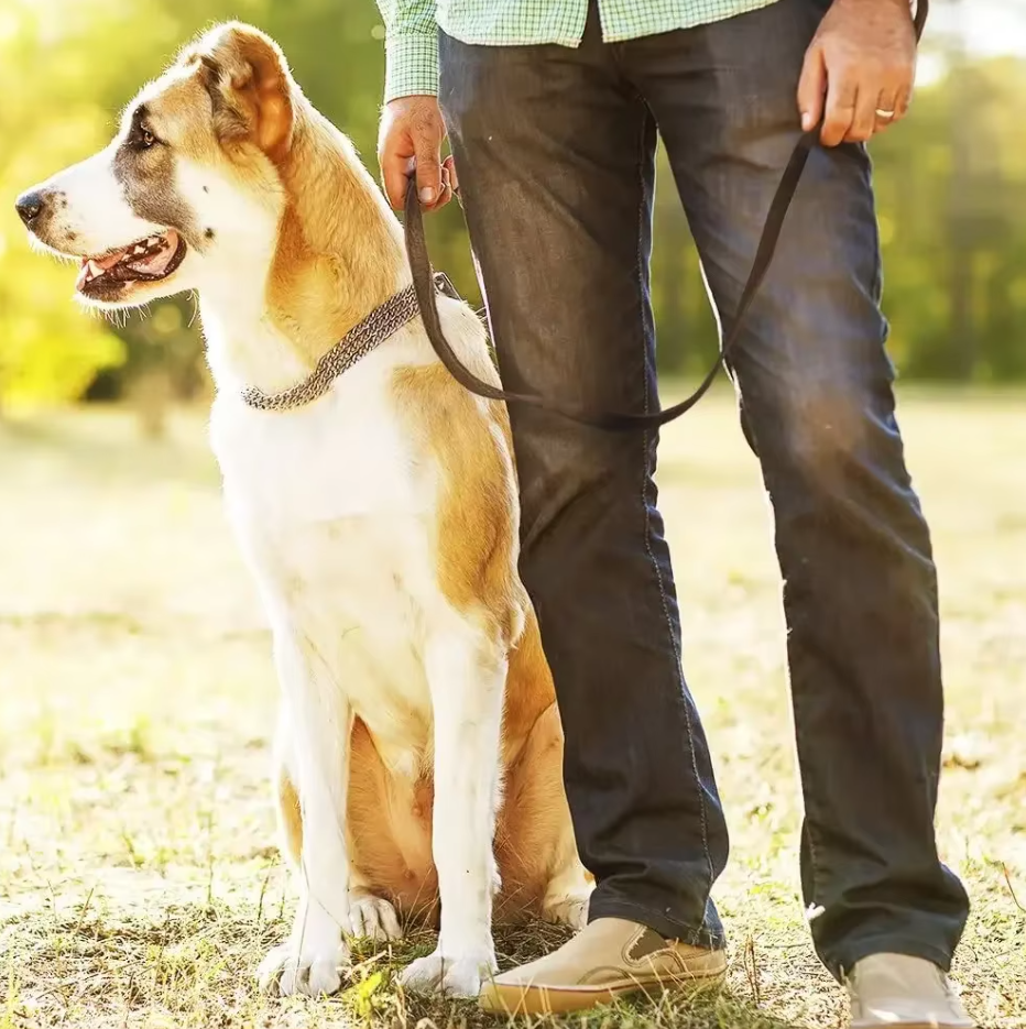 A large tan and white dog sitting beside a walker holding a brown leather lead