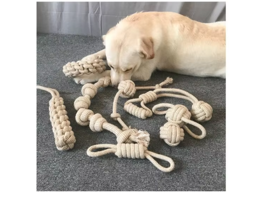 Cream Labrador nosing a braided rope stick among several cotton rope toys