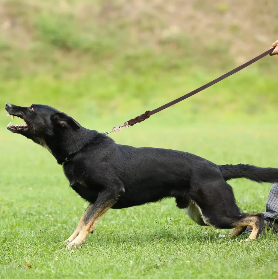 A black and tan dog pulling forward on a brown leather lead on grass