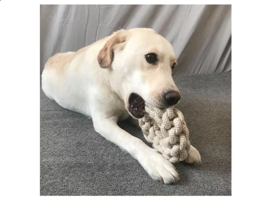 Cream Labrador holding a braided cotton rope stick in its mouth