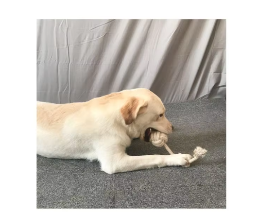 Cream Labrador chewing the ball of a cotton rope toy while holding the rope with its paw