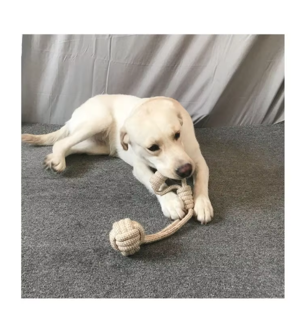 Young cream Labrador chewing the handle of a cotton rope ball toy