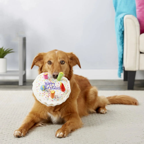 A golden dog lying on a rug holding the plush birthday cake toy in its mouth