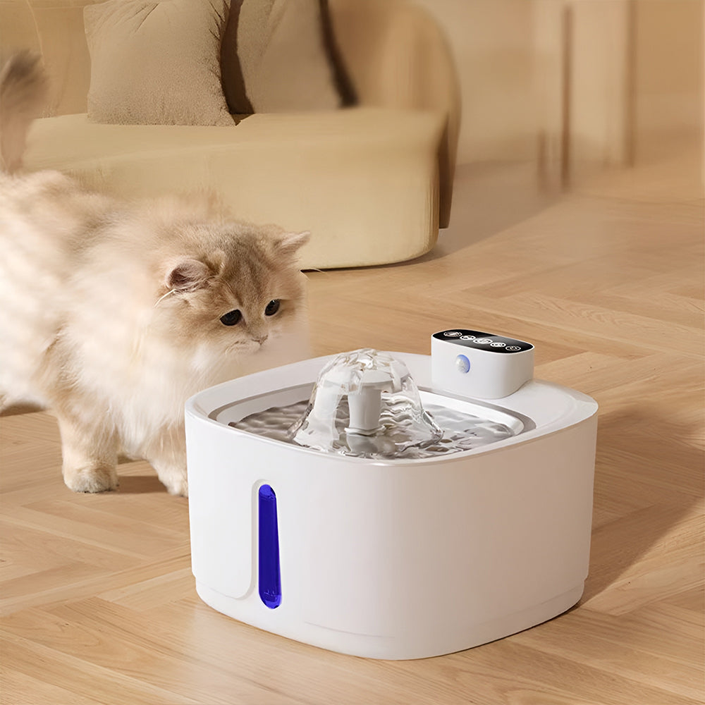 A fluffy cream cat walking up to the running square water fountain