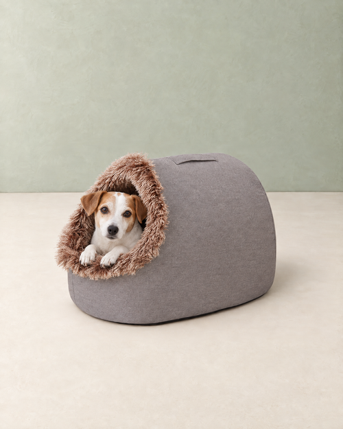A small white and tan dog looking out of the plush entrance of the grey cave bed