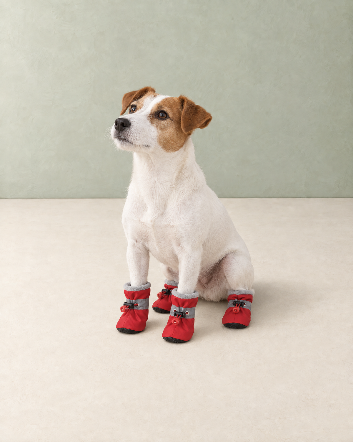 A white and tan Jack Russell terrier sitting in the four red fleece-lined dog boots
