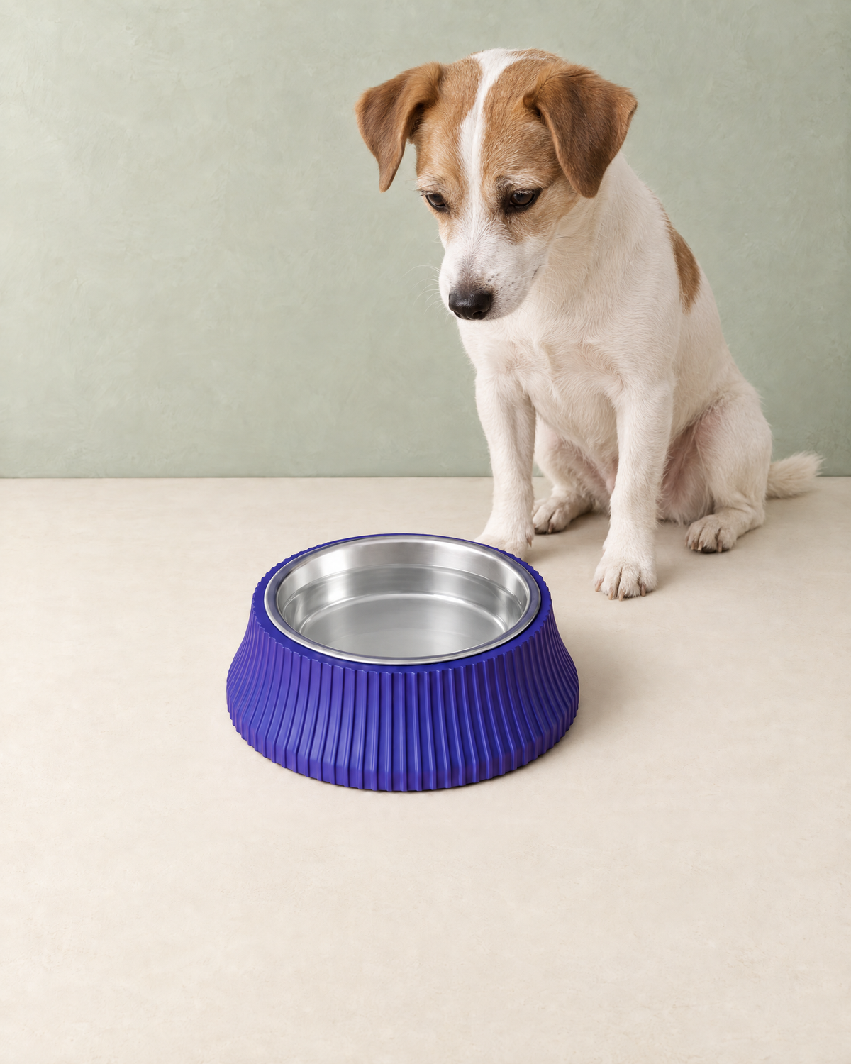 A brown and white terrier sitting beside the round blue ribbed dog bowl filled with water