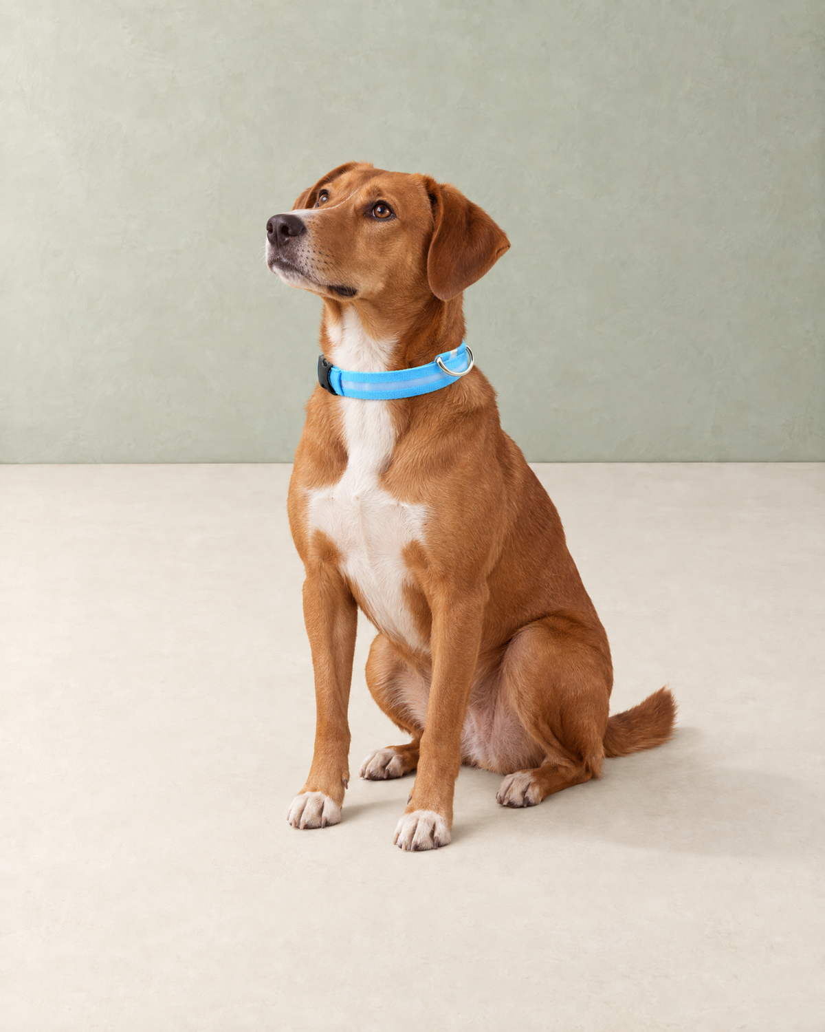 A red-brown dog with a white chest sitting and wearing the sky-blue LED collar