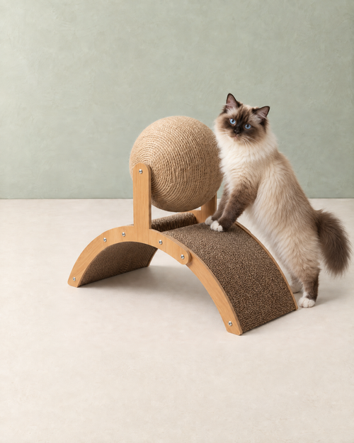 A seal-point ragdoll cat stretching up with its paws on the curved cardboard board of the scratcher