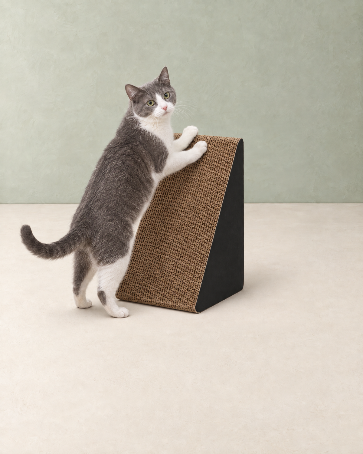 A grey and white cat stretching up to scratch the sloped cardboard face of the small triangular scratcher