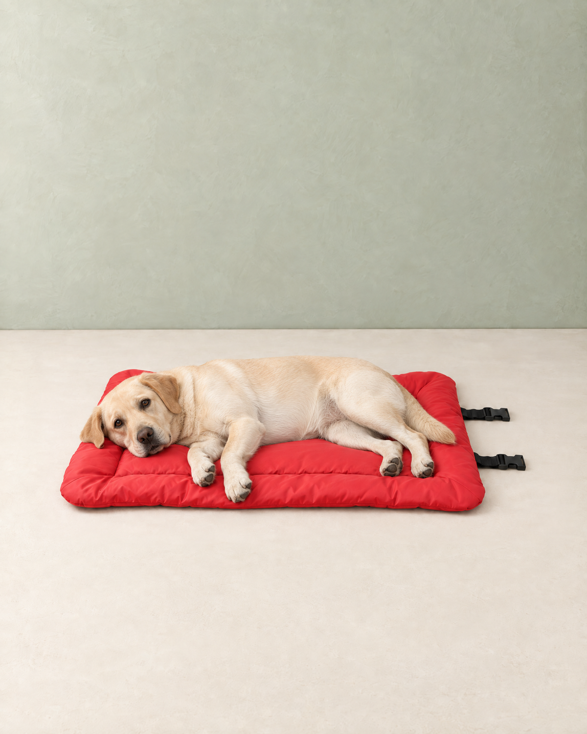 A cream Labrador lying stretched out on the red travel dog bed