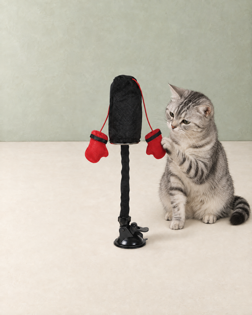 A silver tabby cat pawing at a red boxing glove on the cat punching bag toy