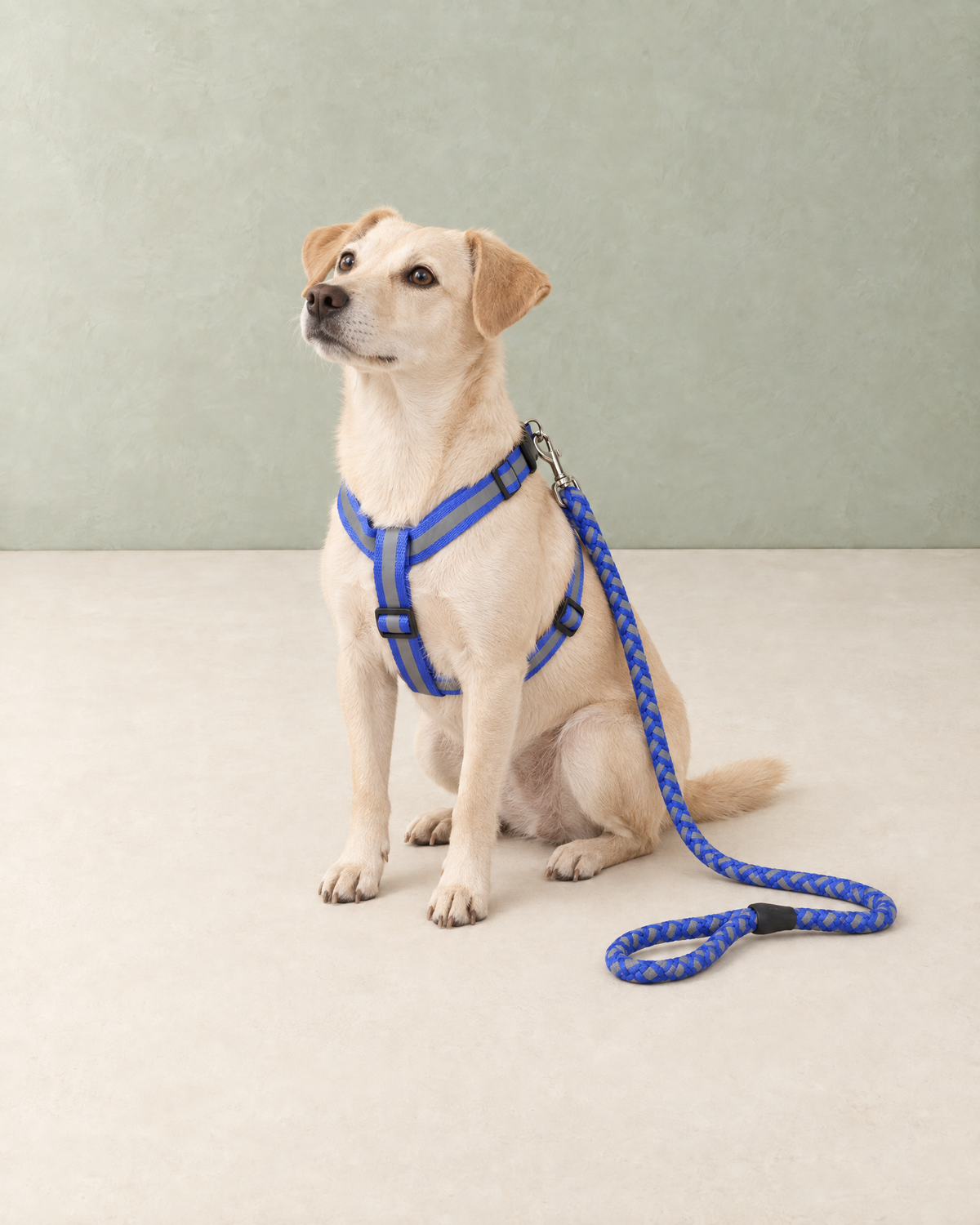 A cream-coloured dog sitting in the blue reflective harness with the braided rope lead clipped on