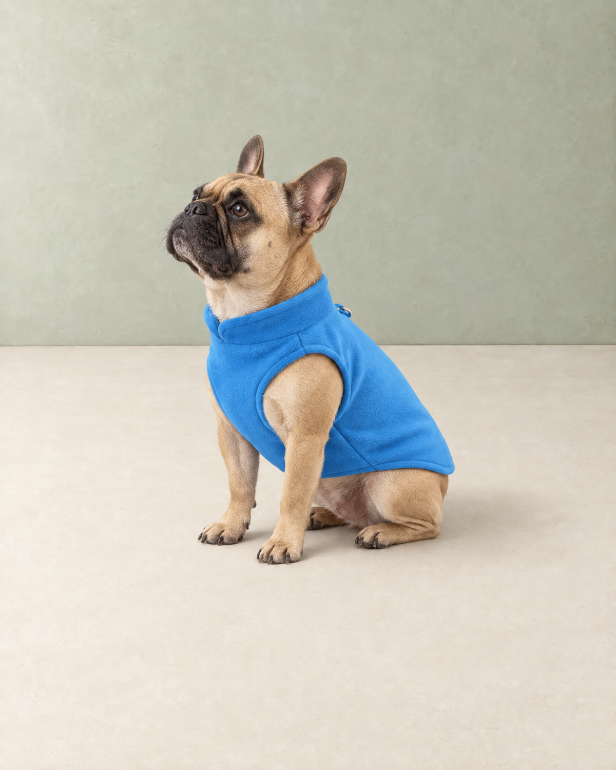 Fawn French bulldog sitting in the blue polar fleece dog vest
