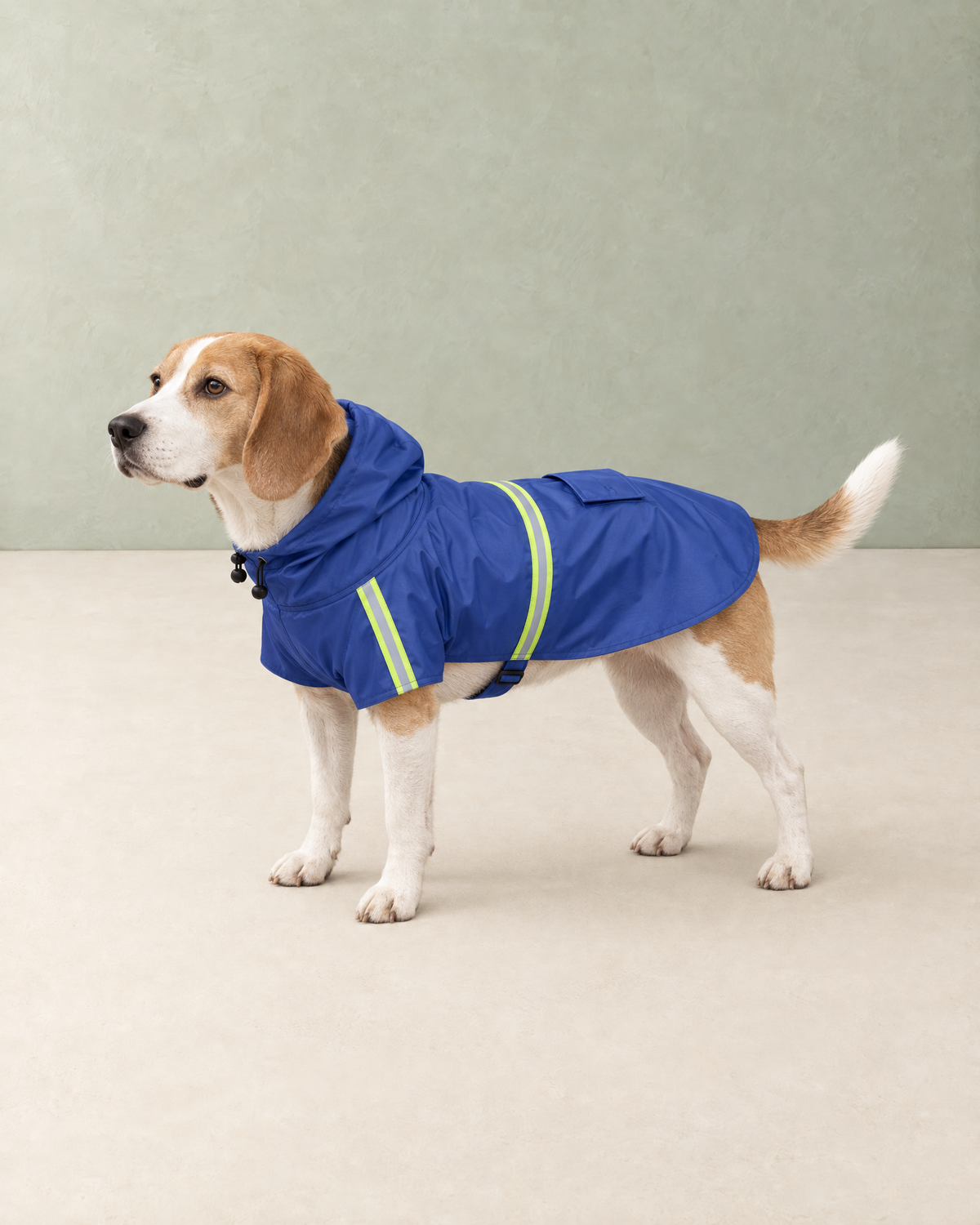 A beagle wearing the royal blue dog raincoat, the reflective band running across the back and down the side, the hood down