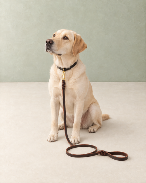 A pale cream Labrador sitting with the brown braided leather lead clipped to its collar, the hand loop lying on the floor