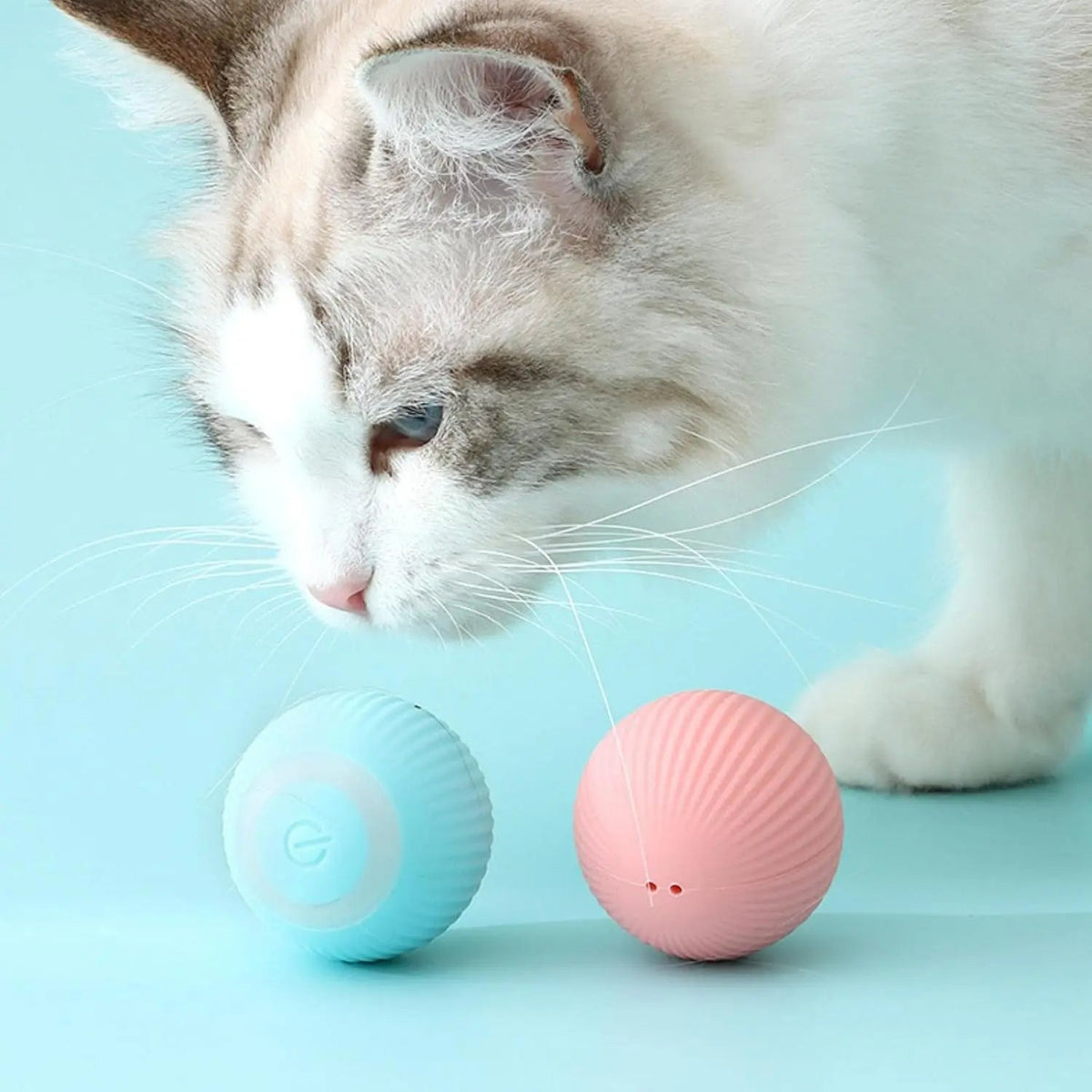 A white and grey cat looking at a blue and a pink self-rolling ball